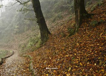 جنگلهای هیرکانی