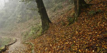 جنگلهای هیرکانی