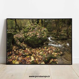 تابلوعکس پاییز در جنگل هیرکانی