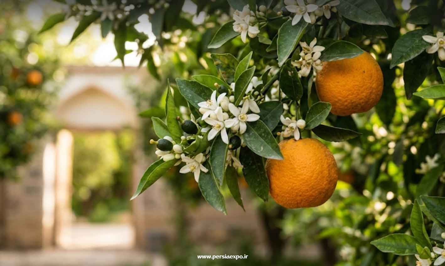 بهارنارنج بهارنارنج