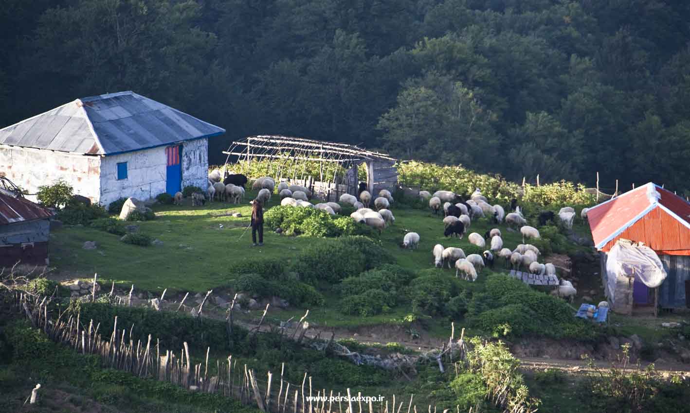 gilan-14 راهنمای سفر به گیلان