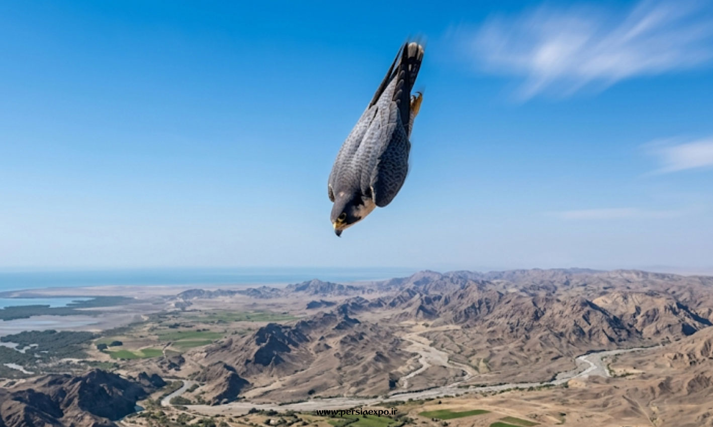 شاهین