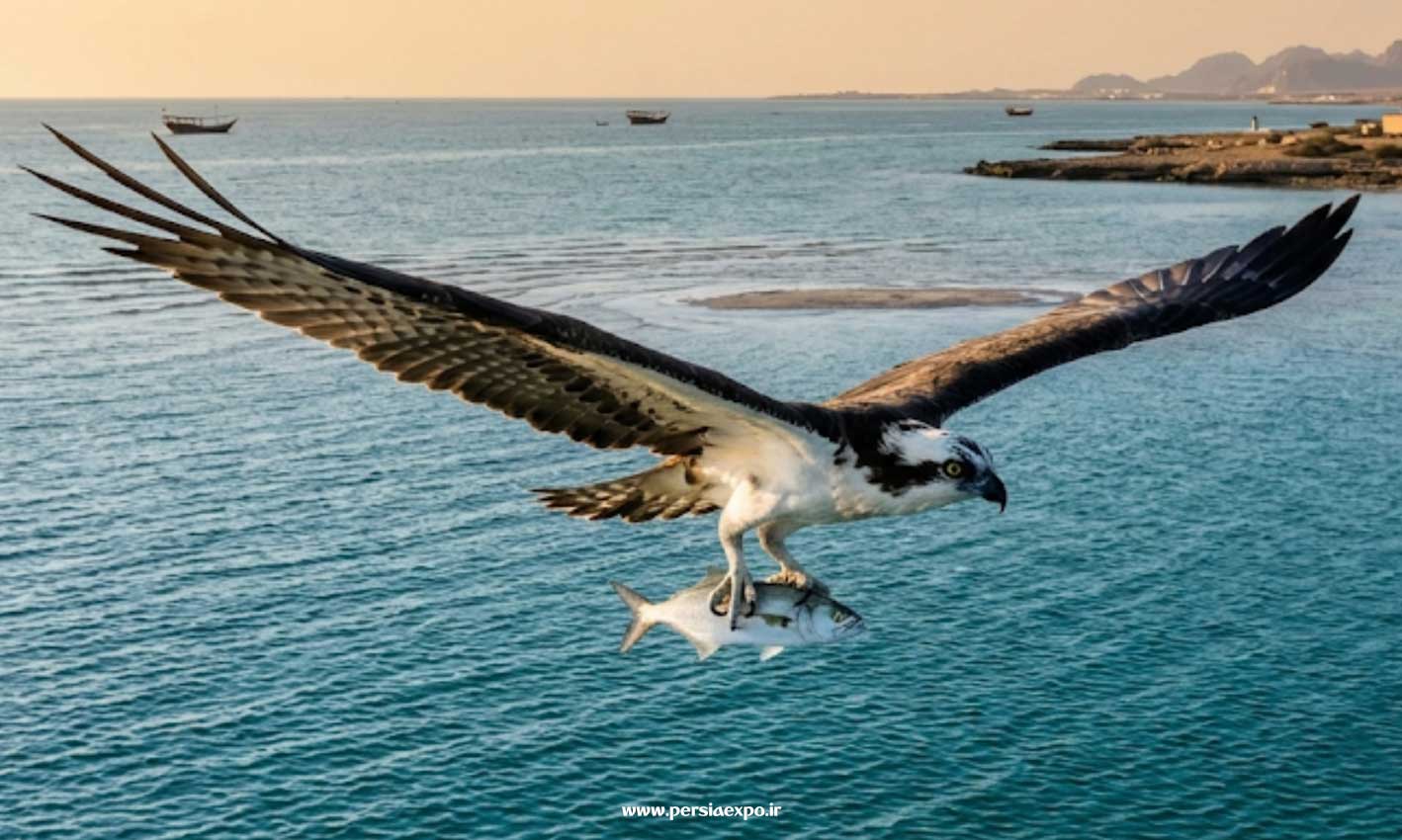 عقاب ماهیگیر