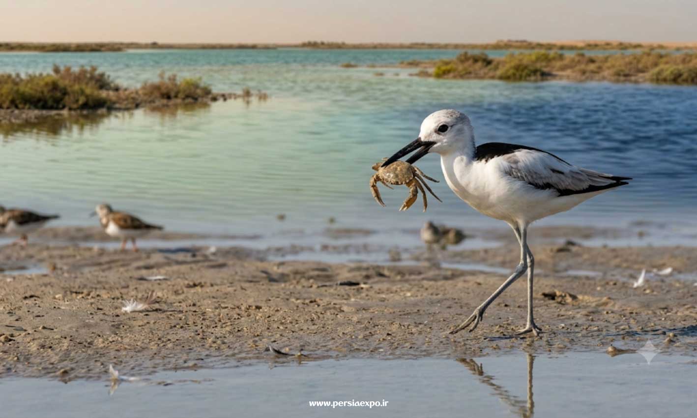 سلیم خرچنگ خوار