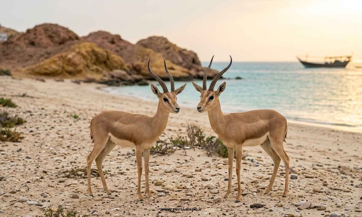 جبیر
