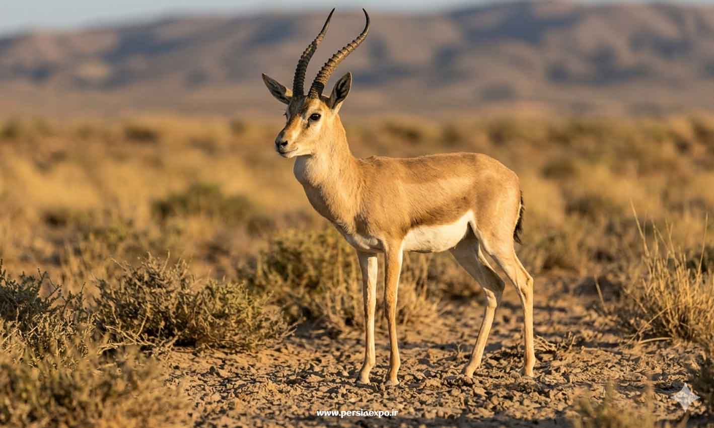 آهوی ایرانی