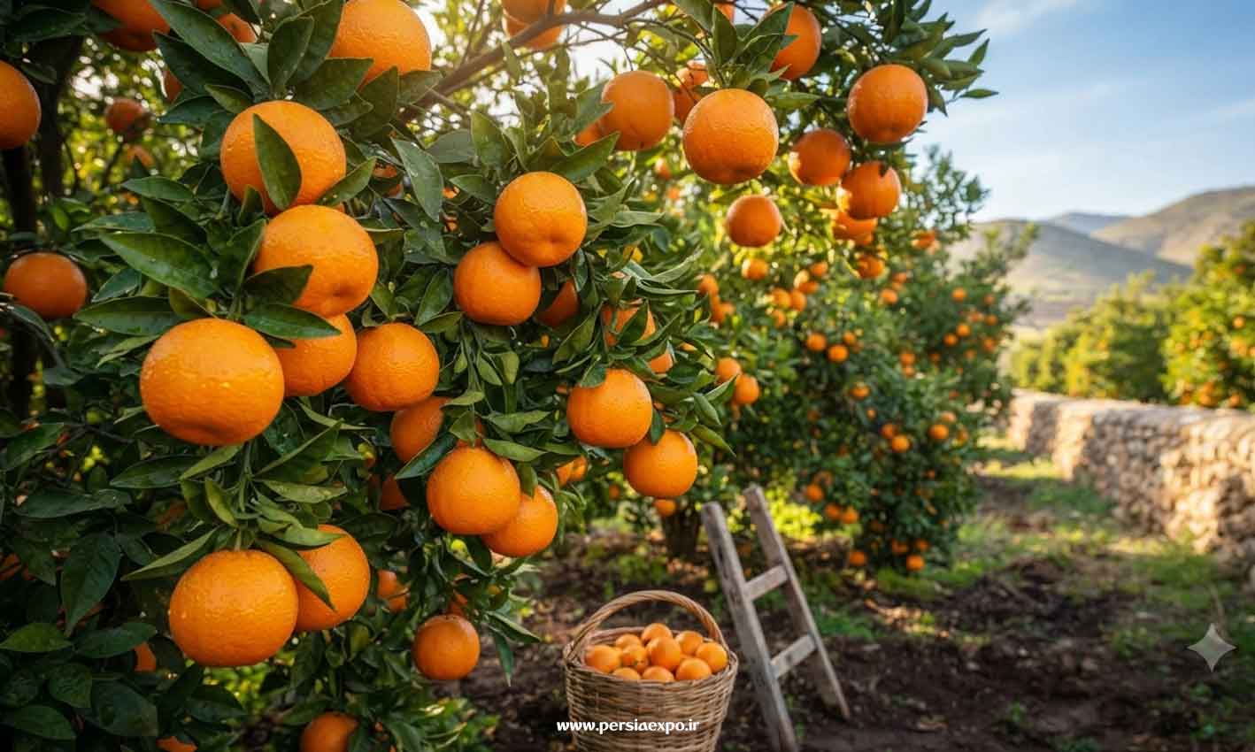 راهنمای سفر به فارس راهنمای سفر به فارس