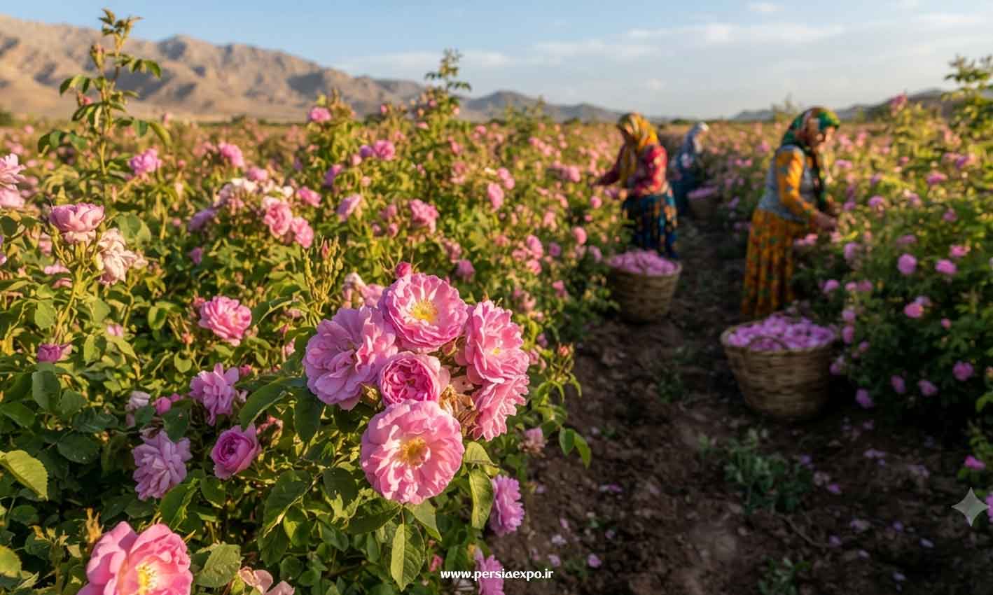 راهنمای سفر به فارس راهنمای سفر به فارس