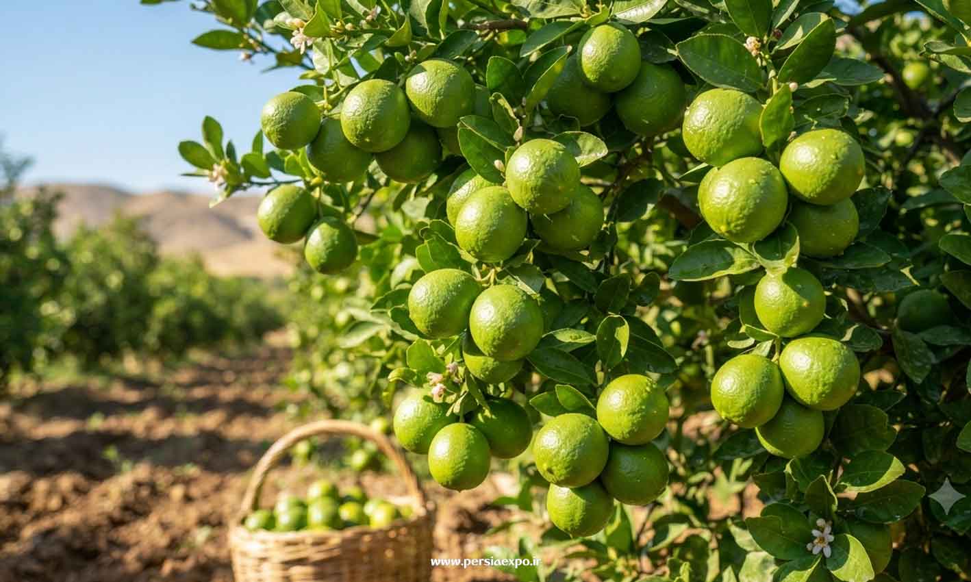 راهنمای سفر به فارس راهنمای سفر به فارس